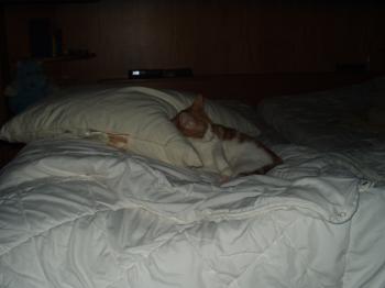 Nino Bild von Nino