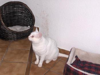 Nevado Bild von Nevado