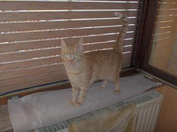 Rai Bild von Rai