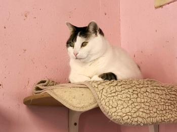 Irish Bild von Irish