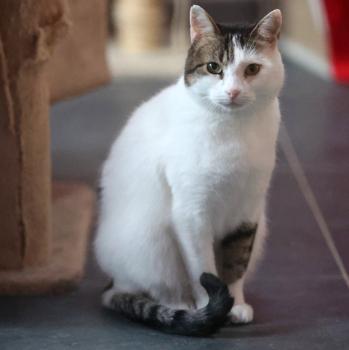 Irish Bild von Irish