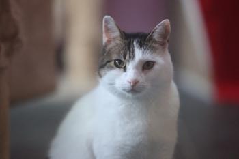 Irish Bild von Irish