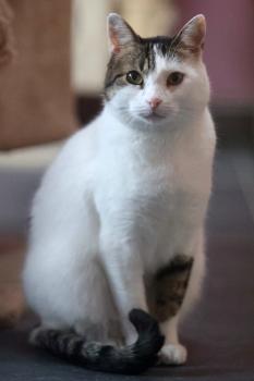 Irish Bild von Irish