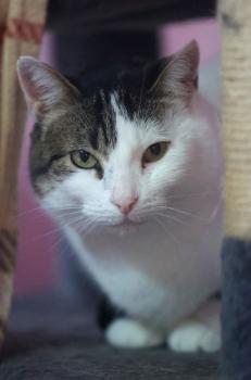 Irish Bild von Irish