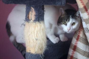 Irish Bild von Irish