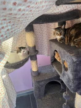 Irish Bild von Irish