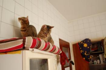 Cusi Bild von Cusi