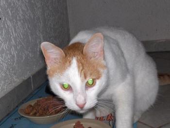 Oscar Bild von Oscar