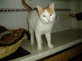 Oscar Bild von Oscar