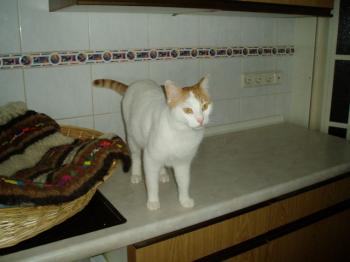 Oscar Bild von Oscar