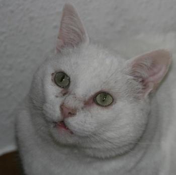 Nevado Bild von Nevado