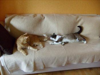 Cruce Bild von Cruce