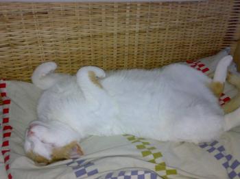 Oscar Bild von Oscar