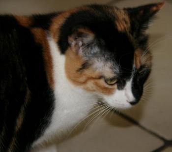 Tonchi Bild von Tonchi