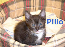 Pillo Bild von Pillo