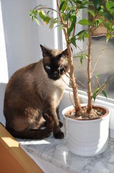 Layla Bild von Layla
