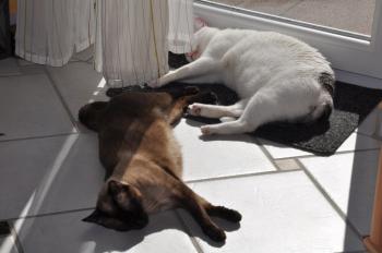 Layla Bild von Layla