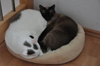 Layla Bild von Layla