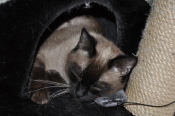 Layla Bild von Layla