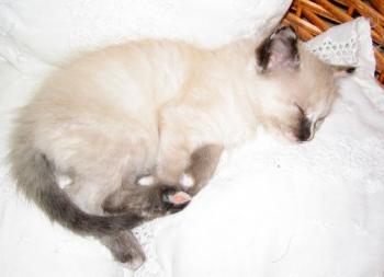s Bild von Sunita