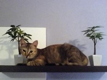 a Bild von Amy