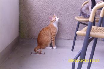 Moises Bild von Moises