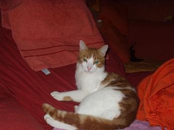 Nino Bild von Nino