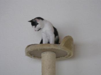 p Bild von Popeye