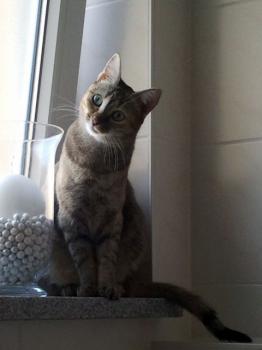 Amy Bild von Amy