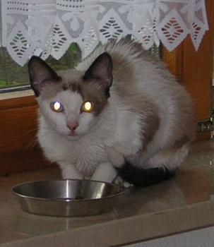 Yuma Bild von Yuma