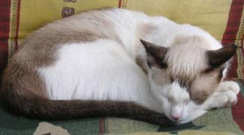 Yuma schläft Bild von Yuma