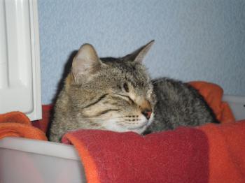 Gipsy-Mimi Bild von Gipsy-Mimi