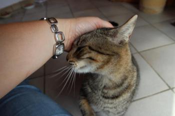 Gipsy-Mimi Bild von Gipsy-Mimi