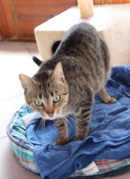 Gipsy-Mimi Bild von Gipsy-Mimi