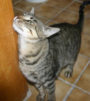 Gipsy-Mimi Bild von Gipsy-Mimi