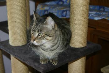 Gipsy-Mimi Bild von Gipsy-Mimi