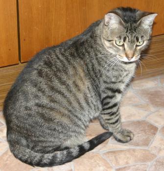 Gipsy-Mimi Bild von Gipsy-Mimi