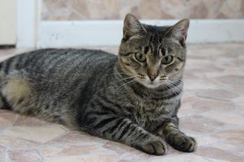 Gipsy-Mimi Bild von Gipsy-Mimi