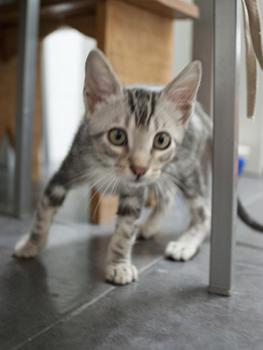 Laszlo Bild von Laszlo