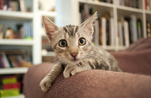 Laszlo Bild von Laszlo
