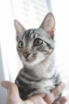 Laszlo Bild von Laszlo