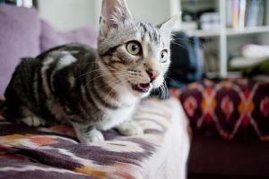 Laszlo Bild von Laszlo