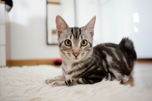 Laszlo Bild von Laszlo