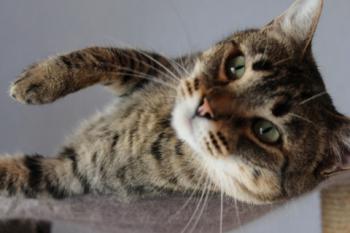 Gipsy-Mimi Bild von Gipsy-Mimi