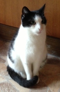 Robbie Bild von Robbie