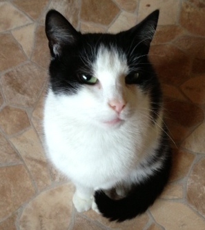 Robbie Bild von Robbie