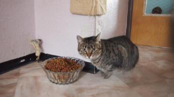 Gipsy-Mimi Bild von Gipsy-Mimi