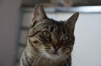 Gipsy-Mimi Bild von Gipsy-Mimi