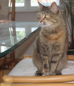Felina Bild von Ro