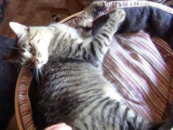 Gipsy-Mimi Bild von Gipsy-Mimi